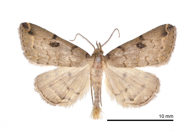 Sinarella punkikoensis Male